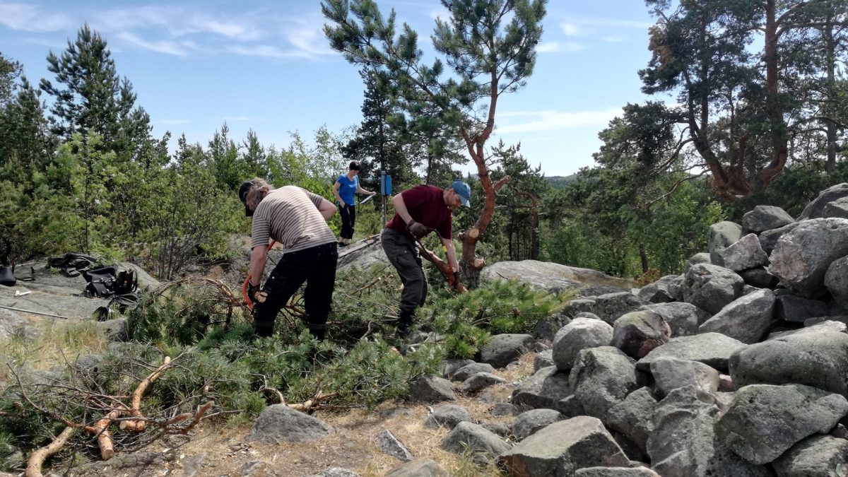 People are clearing the forest of rubbish.